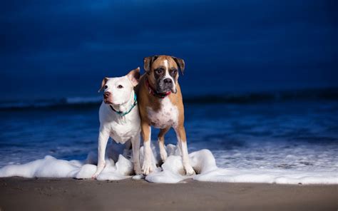 🔥 [70+] Dogs on the Beach Wallpapers | WallpaperSafari