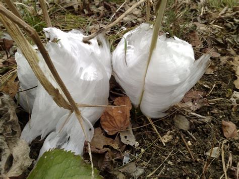 Have You Ever Seen an Ice Ribbon? - Dan's Wild Wild Science Journal ...