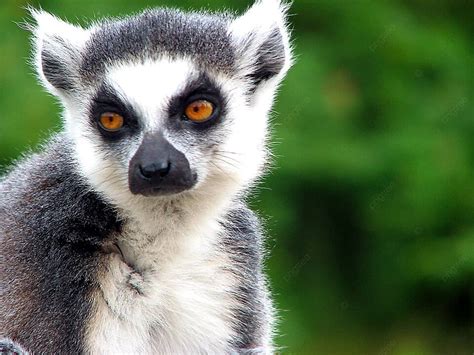 Lemur Sad Lemur Eyes Photo Background And Picture For Free Download - Pngtree