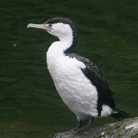 Australian pied cormorant - Alchetron, the free social encyclopedia