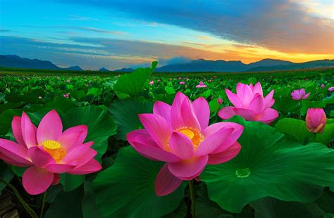 Download Pink Flower Leaf Flower Nature Lotus Wallpaper