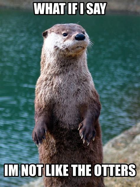 Just an otter meme | Otters funny, Otter meme, Otters