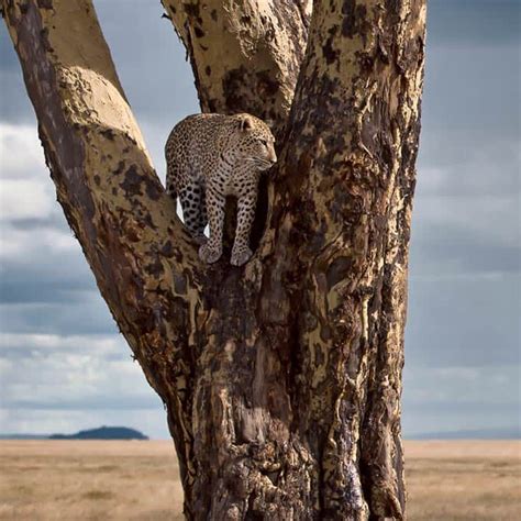 Wildlife in Serengeti National Park - Tanzania