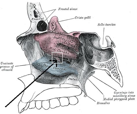 Uncinate process of ethmoid bone - Alchetron, the free social encyclopedia