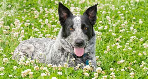 Blue Heeler Mixes - Which Of These Hybrids Would Be Right For You?