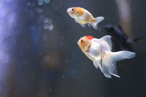 The Ultimate Oranda Goldfish Care Guide: Everything You Need To Know - The Pet Staff