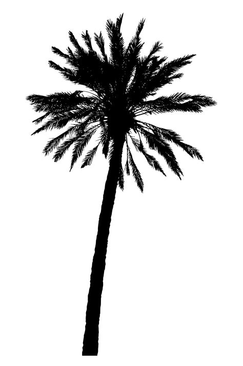 silhouette of palm trees realistic vector illustration 489968 Vector Art at Vecteezy