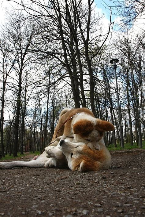 Akita Inu Puppy Playing With Akita Female In Public Park Photo ...