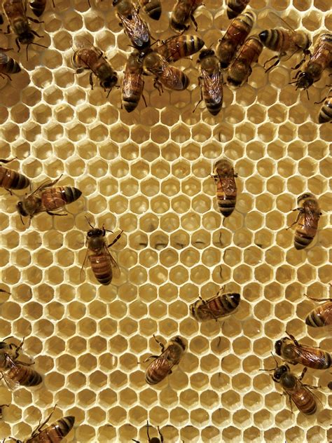 How Brewers and Distillers Are Helping Honeybees - Imbibe Magazine