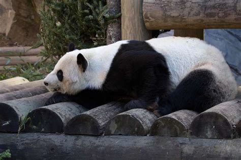 Giant Panda - Zoo Atlanta