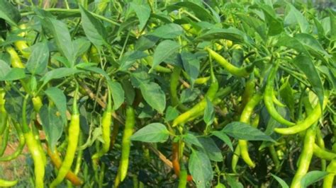 climate :- What is the climate required for Chilli cultivation?