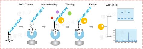 DNA pull down实验服务 辉骏生物_报价/价格/性能参数/图, 辉骏生物_生物器材网