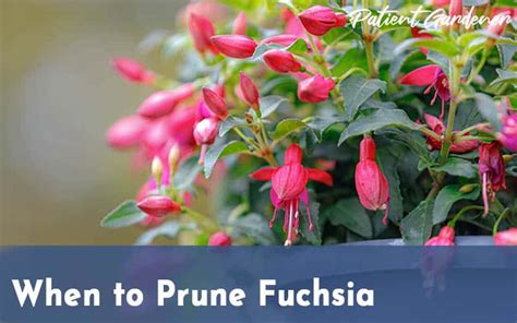 When to Prune Fuchsia in the UK - Patient Gardener