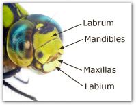 Anatomy and Functions - All About Dragonflies