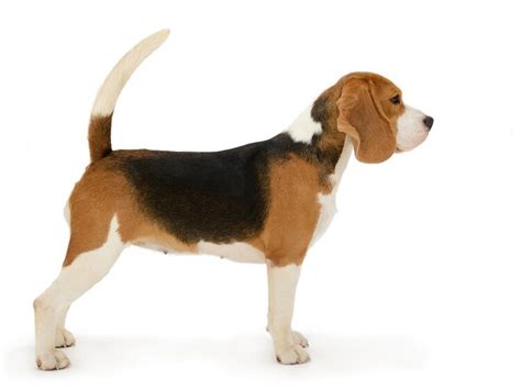 25 Beagle Coat Colors & Markings (With Pictures) | Hepper