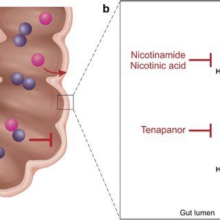 Mechanisms of action of phosphate-lowering pharmacological agents. (a ...