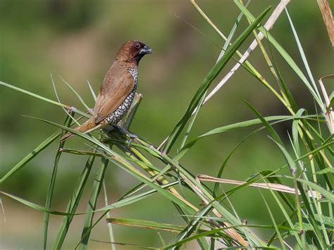 Scaly-breasted Munia | Bubo Birding