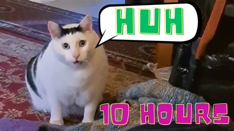 Huh Cat Meme 10 Hours - YouTube