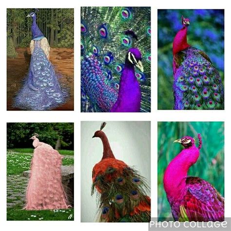 Different colours of peacocks | Cute animal drawings kawaii, Cute ...