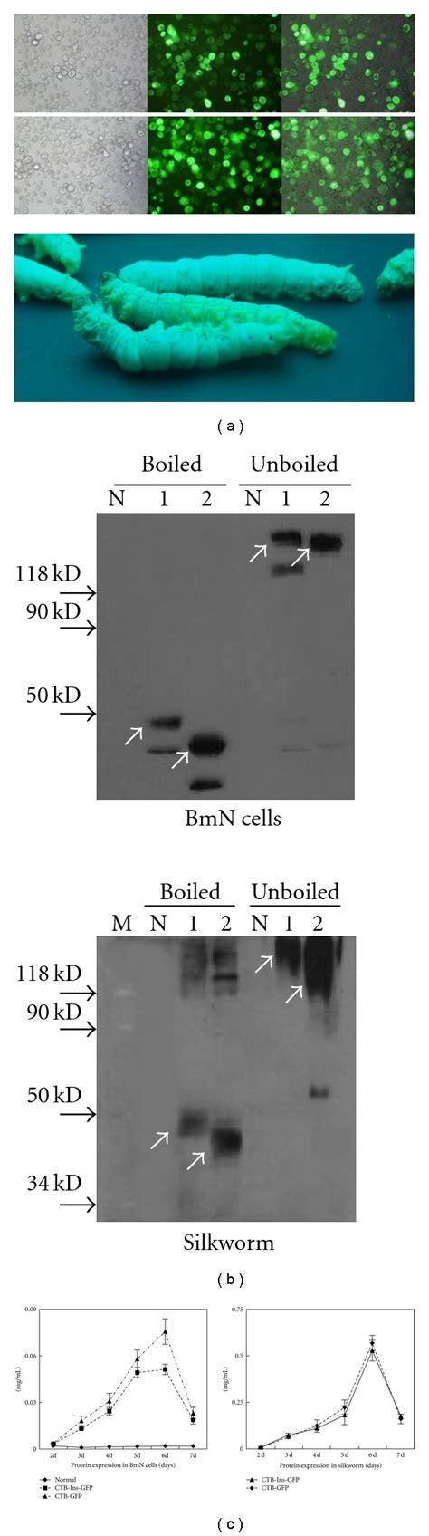 Identification of the expressed fusion proteins. (a) Fusion protein... | Download Scientific Diagram