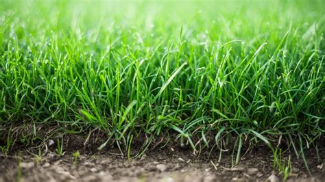 Types of Sod Grass You Need to Consider for Your Garden