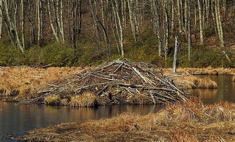 Beaver Habitat Hike - BNRC