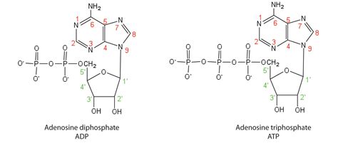 Rna Nucleotide Adenine