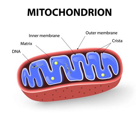 Antioxidant MitoQ Could Treat Diabetes, Metabolic Syndrome and Atherosclerosis