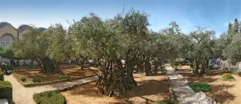 Garden of Gethsemane | Mount of Olives in Holy Land ⋆ Christian tour ...