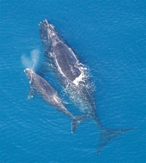 North Atlantic right whale - Wikipedia