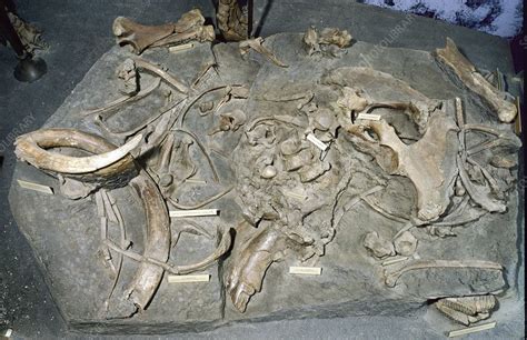 Woolly mammoth, fossil bones - Stock Image - C016/4881 - Science Photo ...