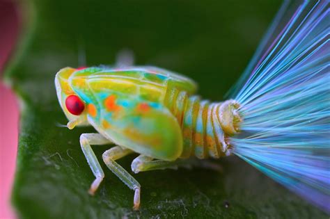 Leafhopper nymph with iridescent tails 1 | Leafhopper, Nymphs and ...