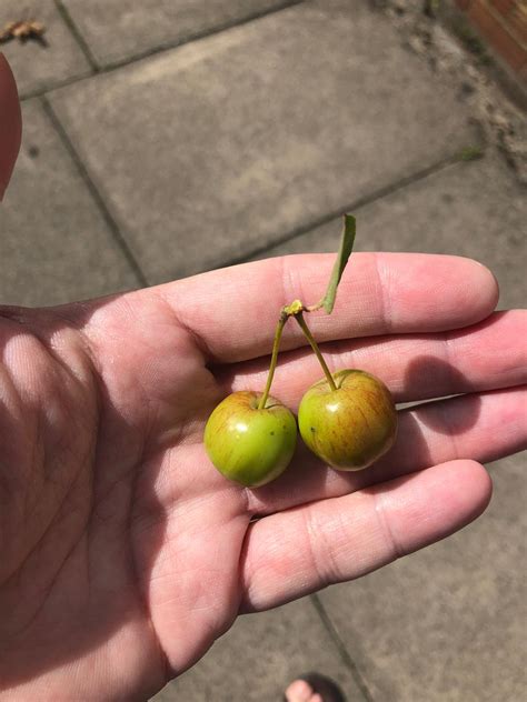 Small apples that look like cherries : r/mildlyinteresting