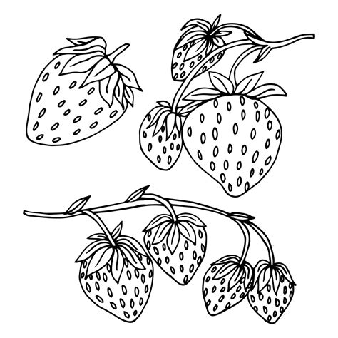 Strawberry hand drawn vector illustration. Strawberries sketch. Vector illustration. Black and ...