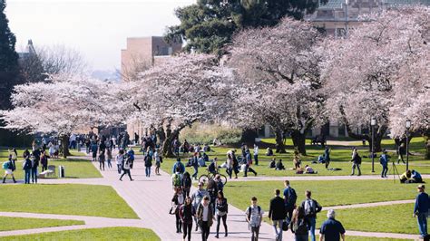 UW cherry blossoms expected to be in full bloom next week | KOMO