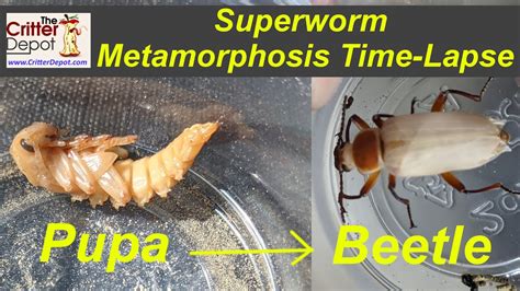 Superworm Metamorphosis - Pupa to Beetle Time Lapse Video - YouTube