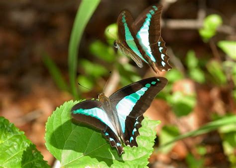 Blue Triangle Butterfly - Graphium sarpedon