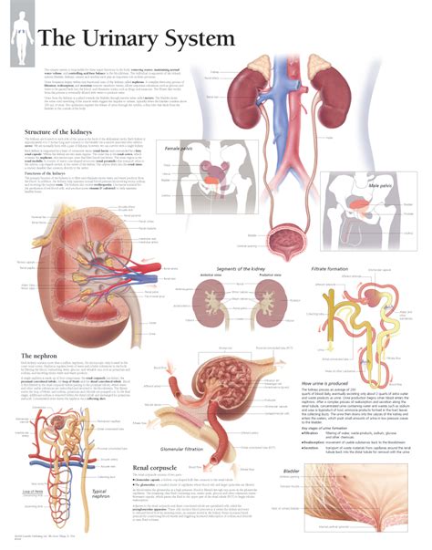 Anatomy And Physiology Urinary System Diagrams [diagram] Hum