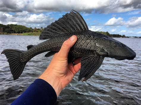 You just never know. Loricariidae aka armored catfish. #peacock #bass # ...