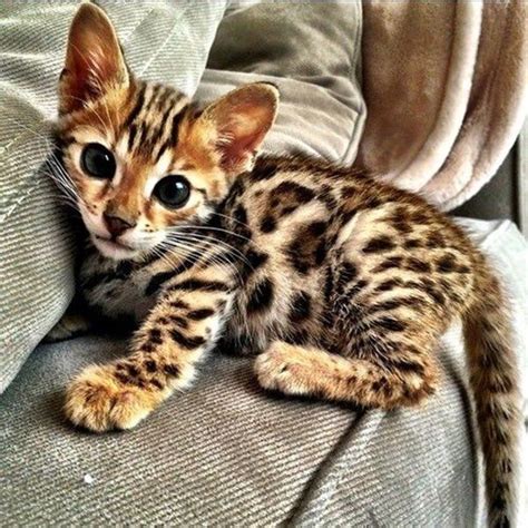 10 Famous Striped Cat Breeds in the World Of 2024 | Chats et chatons, Animaux mignons, Animaux ...