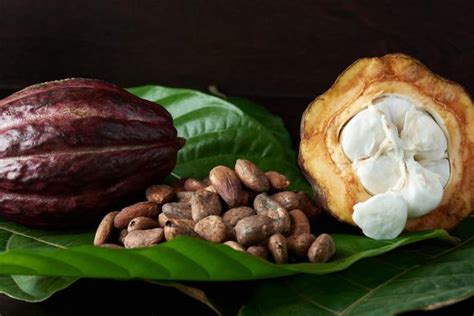 What Are Cocoa Flavanols? | Mars Cocoa Science