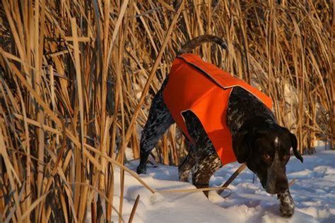 7 Best Hunting Vests For Dogs To Keep Your Dog Visible!