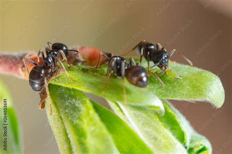 The symbiosis of ants and aphids. Ants herd aphids on young leaves of ...