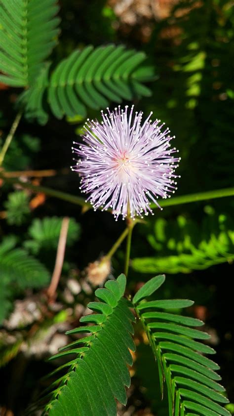 Flor de Moriviví Puerto Rico, Dandelion, Plants, Tattoos, Nature ...