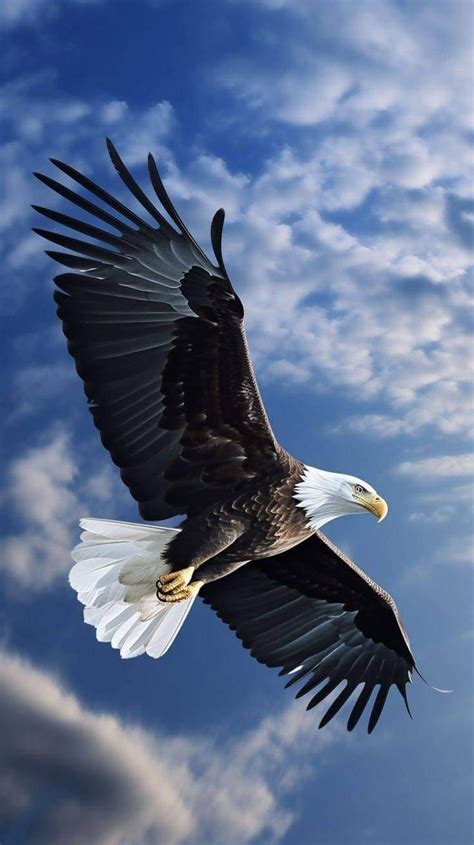 Eagle Lovers | Flying 🦅🖤 | Eagle images, Eagle pictures, Wild animal ...