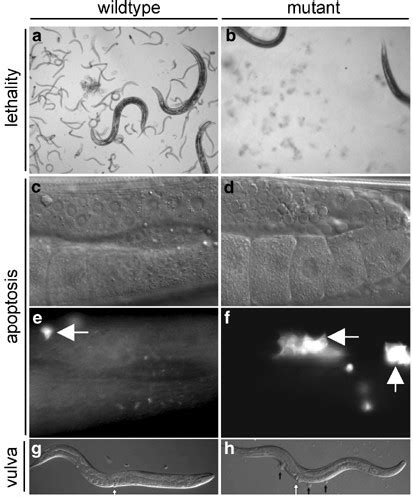 Genome-wide RNAi screens in Caenorhabditis elegans: impact on cancer research | Oncogene