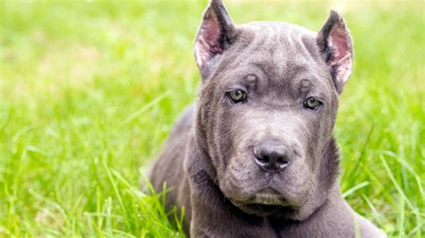 Cane Corso Neapolitan Mastiff Mix: Complete Breed Guide