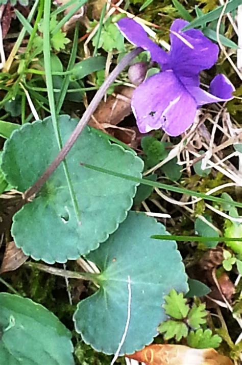 Kentucky State Naturalist's Blog: Photographs from Carter Caves Wildflower Weekend