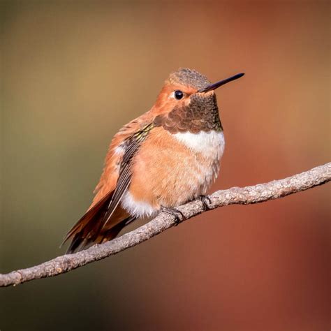 Rufous Hummingbird