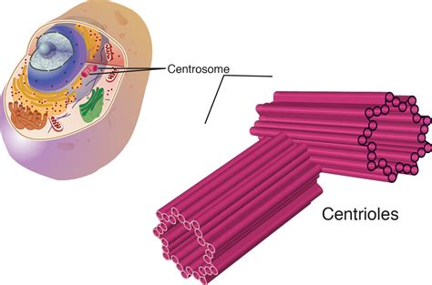 División Celular II | Biology | Visionlearning